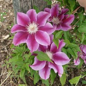 Meet your Posher, Roberta